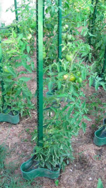 L'éco-tuteur à tomates POUSS'VERT, son réservoir et ses attaches